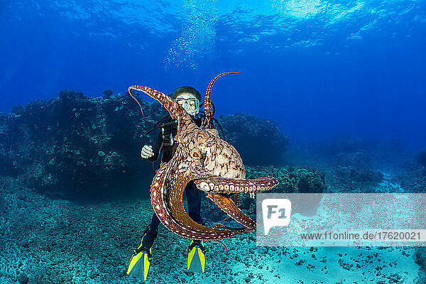 Vorsichtig und neugierig zugleich  behält dieser Tagkrake (Octopus cyanea) den Taucher genau im Auge; Hawaii  Vereinigte Staaten von Amerika