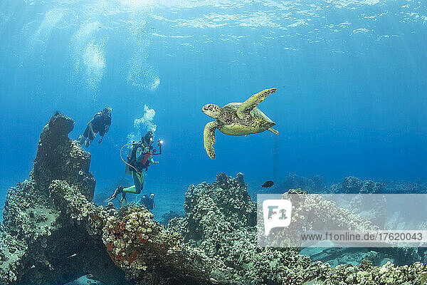 Grüne Meeresschildkröte (Chelonia mydas) und Taucher über den Überresten der Mala Wharf vor der Insel Maui  Hawaii  USA; Maui  Hawaii  Vereinigte Staaten von Amerika