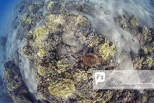 Eine Grüne Meeresschildkröte (Chelonia mydas) gleitet über ein flaches Riff vor der Küste von Maui. Diese Art ist vom Aussterben bedroht; Hawaii  Vereinigte Staaten von Amerika