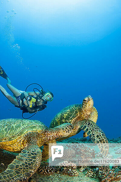 Diver and Green sea turtles (Chelonia mydas) on the wreck of the YO-257 off Waikiki Beach; Oahu  Hawaii  United States of America
