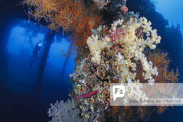 Taucher erkunden das Innere des korallenverkrusteten Liberty-Wracks; Tulamben  Bali  Indonesien
