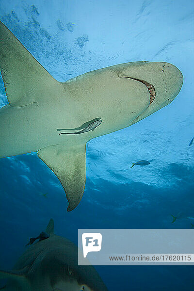 Lemon shark (Negaprion brevirostris) underwater with a small remora  West End  Grand Bahamas; Bahamas