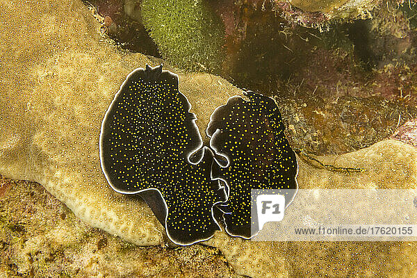 Paar mariner Plattwürmer (Thysanzoon nigropapilosus); Yap  Föderierte Staaten von Mikronesien