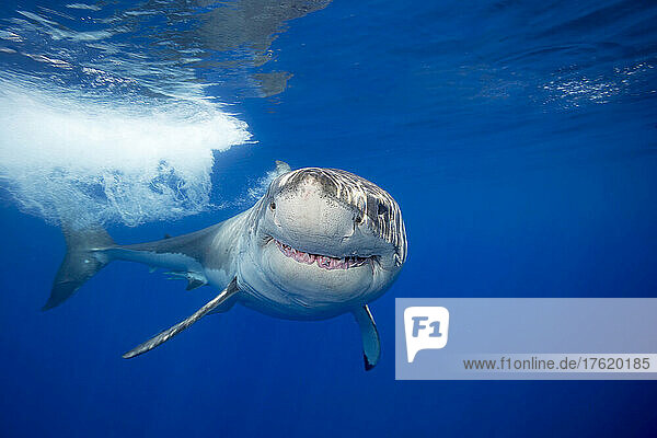 Dieser Weiße Hai (Carcharodon carcharias) wurde vor der Insel Guadalupe in Mexiko fotografiert.