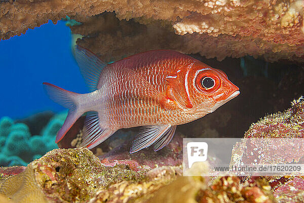 The Tailspot squirrelfish (Sargocentron caudimaculatum) is also referred to as a silverspot squirrelfish; Yap  Federated States of Micronesia