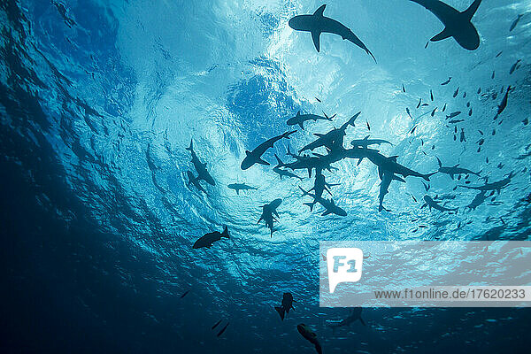 A group of Grey reef sharks (Carcharhinus amblyrhynchos) at the surface off the island of Yap  Micronesia; Yap  Federated States of Micronesia