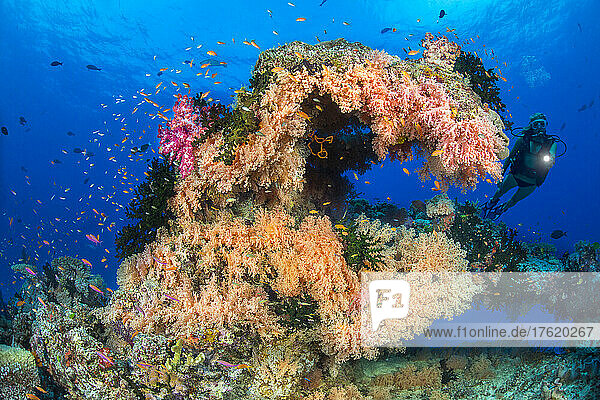 Taucher und eine Riffszene mit einer mit Alcyonarien bewachsenen Korallenformation; Fidschi