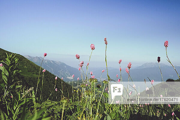 Alpine flowers blooming in meadow