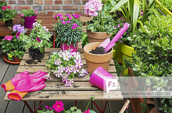 Planting of pink summer flowers and herbs in balcony garden