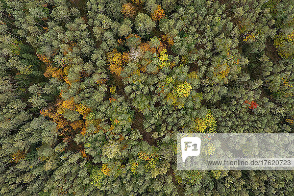 Drone view of green autumn forest