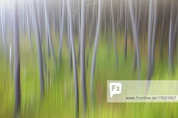 Defocused image of trees and grass