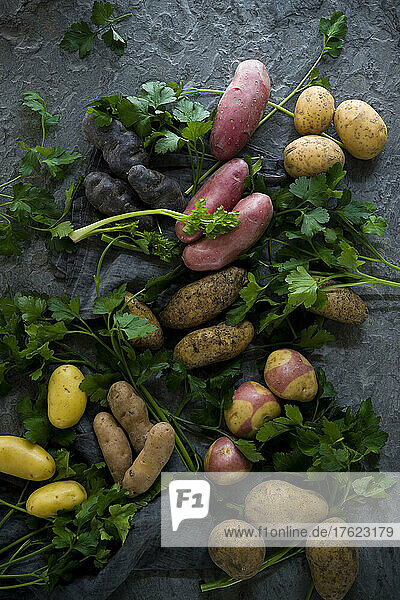 Studio shot of parsley and different varieties of raw potatoes