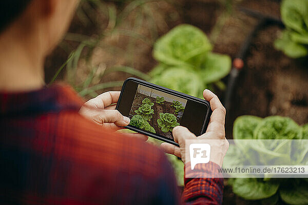 Woman photographing lettuces through smart phone at courtyard garden