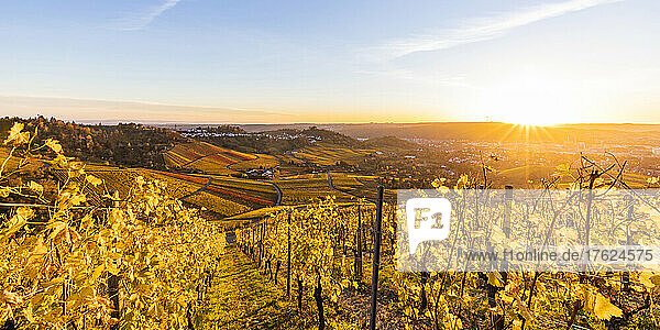 Germany  Baden-Wurttemberg  Stuttgart  Panoramic view of autumn vineyard at sunset