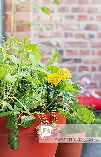 Herbs  marigolds and strawberries cultivated in balcony garden