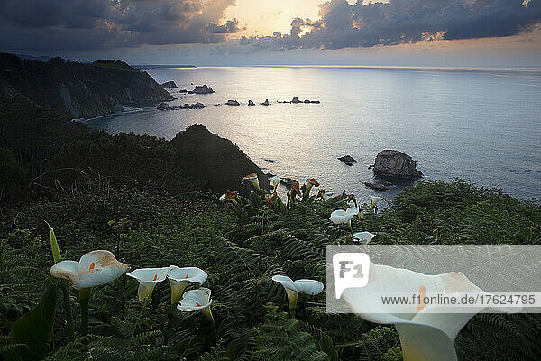 Calla Lillies bloom on bushy coastline at sunset  Cantabrian Sea  Spain