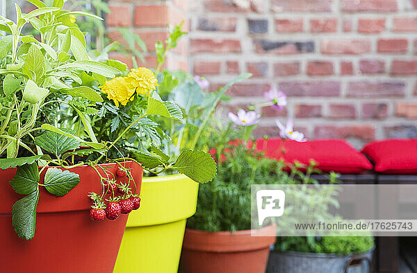 Herbs  marigolds and strawberries cultivated in balcony garden