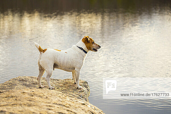 A small dog at the side of a lake.