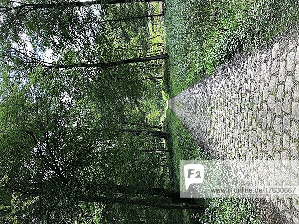 Paved path lined with vegetation in summer  Villers-Cotterêts  Hauts-de-France  France.