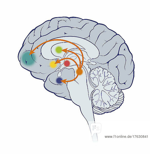 Circuit of the brain's reward system with active areas.
