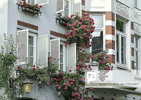 Rosen  Hausfassaden  Hohe Straße  Schnoorviertel  Bremen  Deutschland  Europa