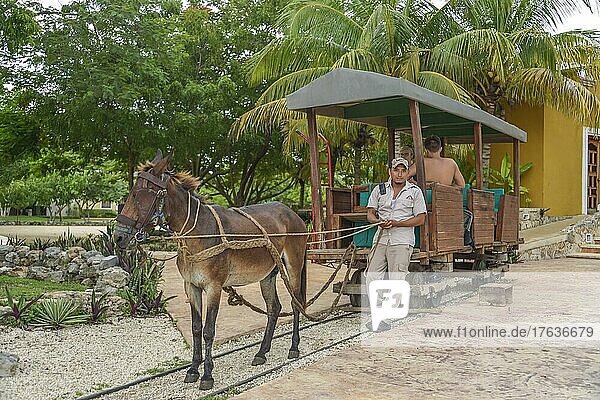 Mule  rail vehicle  tourist transport  Hacienda Sotuta de Peon  Yucatan  Mexico  Central America