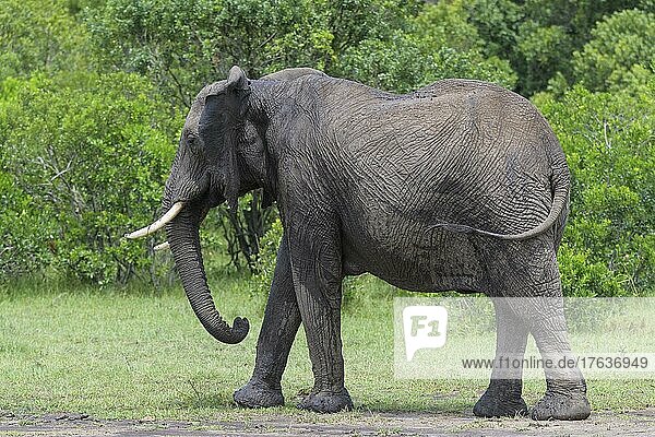 Afrikanischer Elefant (Loxodonta africana)  Masai Mara National Reserve  Kenia  Afrika