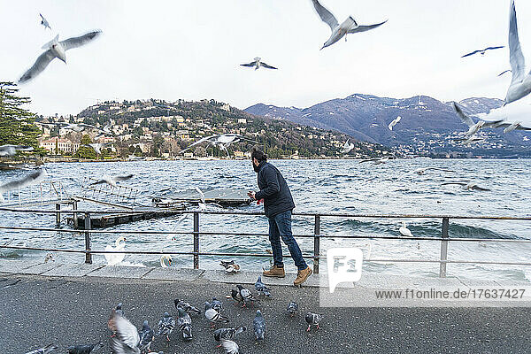 Italy  Como  Man feeding swans and seagulls on lake Como