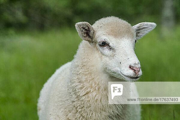 White sheep looking in grassy field