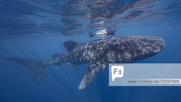 Mexico ÊIslaÊMujeres  Woman swimming with whale sharkÊ
