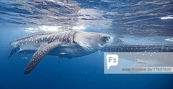 Mexico  Isla Mujeres  Whale sharks swimming in sea