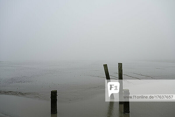 Netherlands  Holwerd  Wooden posts in mudflats in Wadden Sea on foggy day