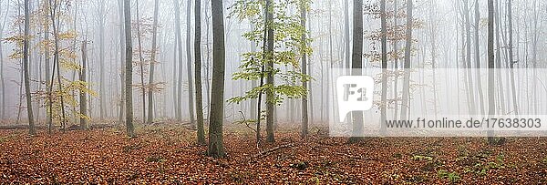 Panorama  Buchenwald mit letzten bunten Blättern im Herbst  dichter Nebel  Burgenlandkreis  Sachsen-Anhalt  Deutschland  Europa