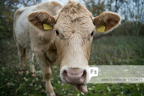 Hausrind (Bos taurus)  Rinder in extensiver Landwirtschaft als Landschaftspfleger im Naturschutzgebiet in Freilandhaltung  Bislicher Insel  Deutschland  Europa