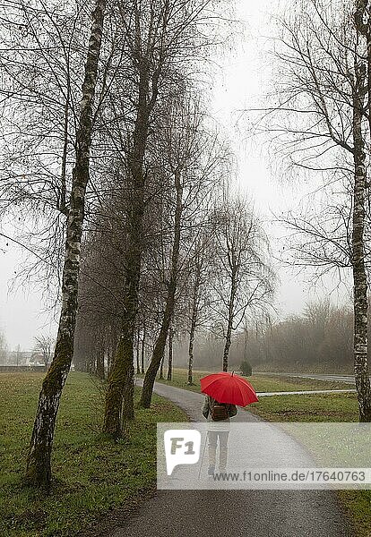 Frau mit rotem Regenschirm geht entlang einer Birkenallee  Herbstlandschaft  Mondsee  Salzkammergut  Oberösterreich  Österreich  Europa