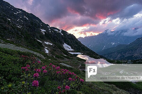Rusty-leaved alpenrose (Rhododendron ferrugineum)  in front of Lake Seeboden at the Susten Pass with evening sky in the canton of Bern  Switzerland  Europe