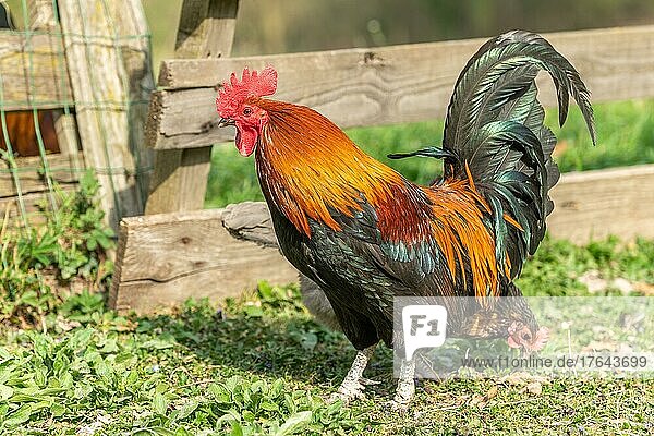 Rooster in a farmyard. Educational Farm  rhinau  alsace  Frankreich  Europa