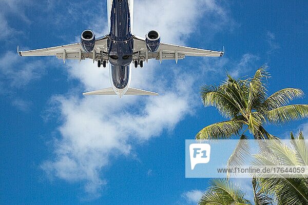 Unteransicht eines Passagierflugzeugs  das über tropische Palmen fliegt