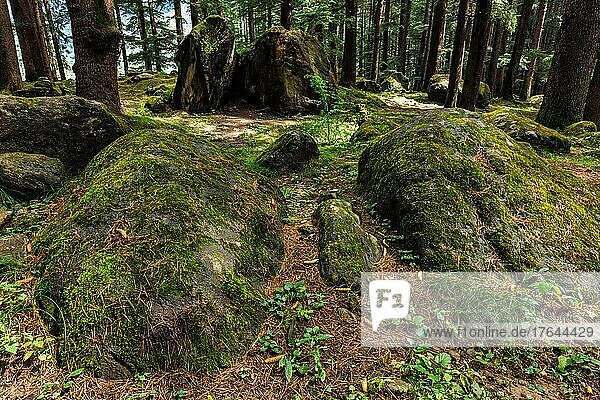Pine forest with rocks. Manali  Himachal Pradesh India