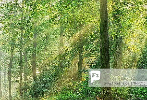 Sonniger Laubwald aus Eichen und Buchen  Sonne strahlt durch Morgennebel  bei Freyburg  Burgenlandkreis  Sachsen-Anhalt  Deutschland  Europa