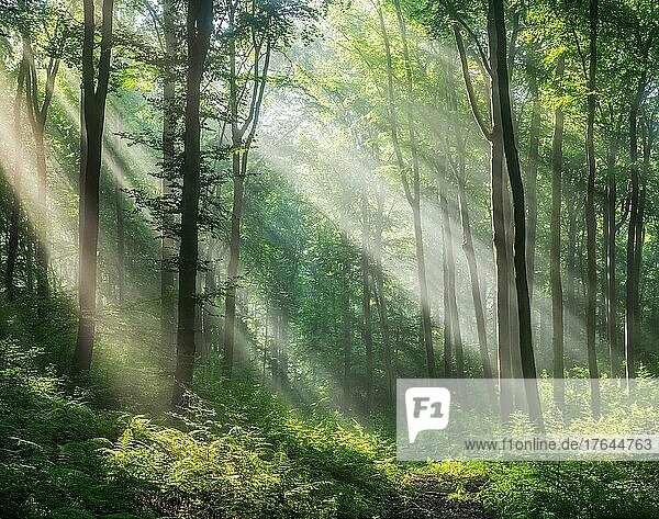 Lichtdurchfluteter naturnaher alter Buchenwald  Sonne strahlt durch Morgennebel  Höhenzug Hohe Schrecke  Thüringen  Deutschland  Europa