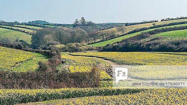 Daffodil farm in Cornwall from a drone  England  United Kingdom