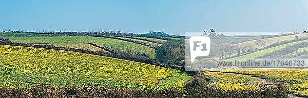 Panorama over Daffodil farm in Cornwall from a drone  England  United Kingdom