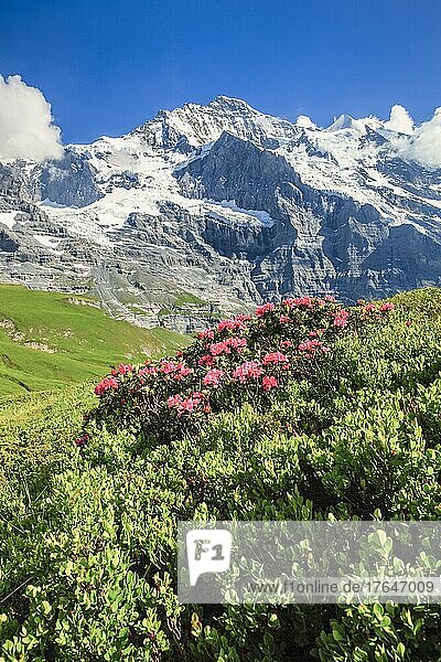 Jungfrau mit Alpenrosen  Berner Oberland  Schweiz  Europa
