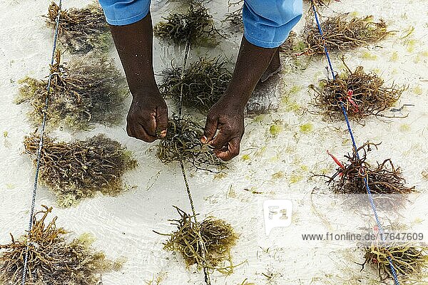 Hände binden Rotalgen (Rhodophyta) an Schnur  Plantage  Seaweed center  Frauen Cooperative  Algenanbau und Seifenproduktion  Paje  Ostküste Unguja  Sansibar  Tansania  Afrika