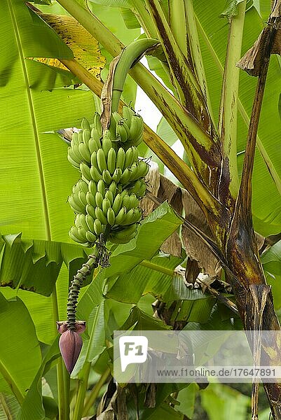 Bananenstaude (Musa) mit grünen Früchten  Insel Isabela  Galapagos  Ecuador  South America