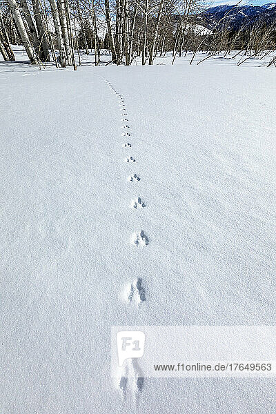 Animal tracks on fresh snow near Sun Valley Idaho on sunny winter day