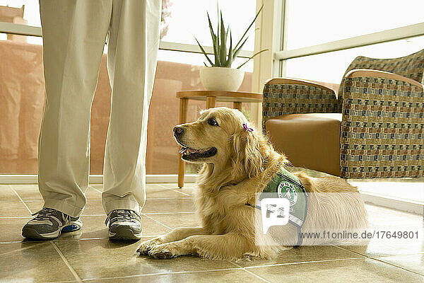 Golden retriever ready for pet therapy in hospital