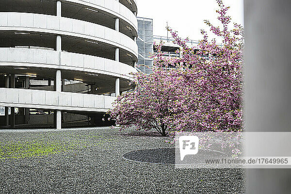 Pink blossoming trees in front of parking garage