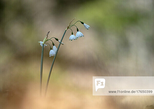 Blaue Frühlingsschneeflocken (Leucojum vernum) blühen im Frühling